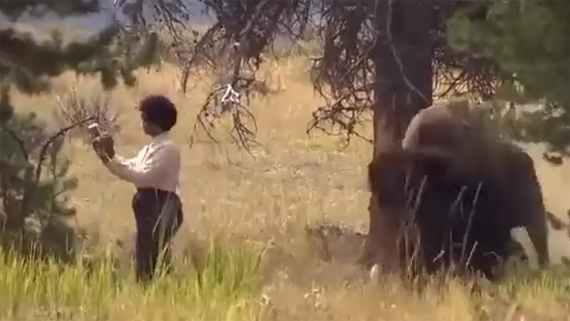 bison encounter
