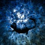A newt eating frogspawn wins the Close-up Photographer of the Year Water challenge
