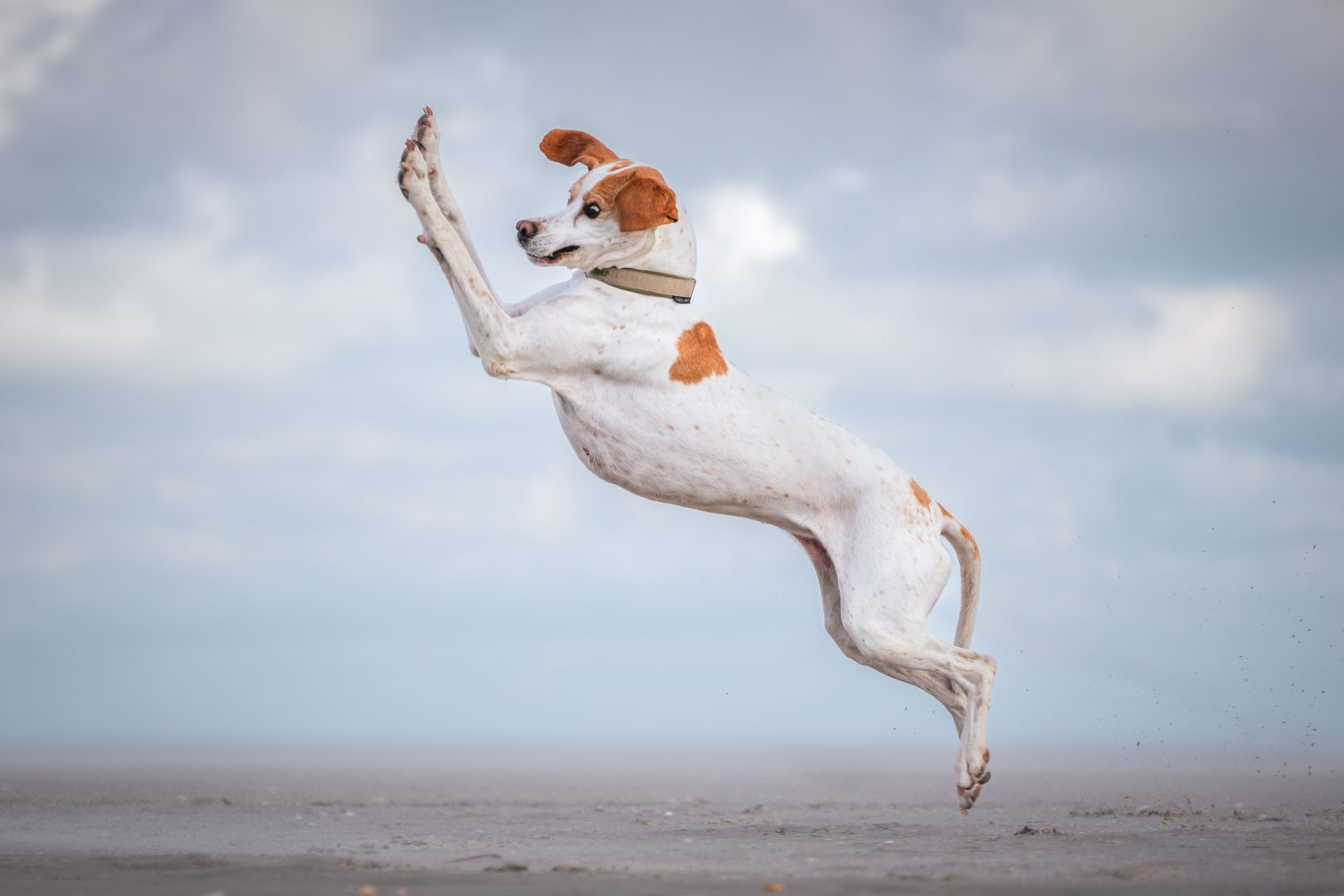comedy pet finalists 2024