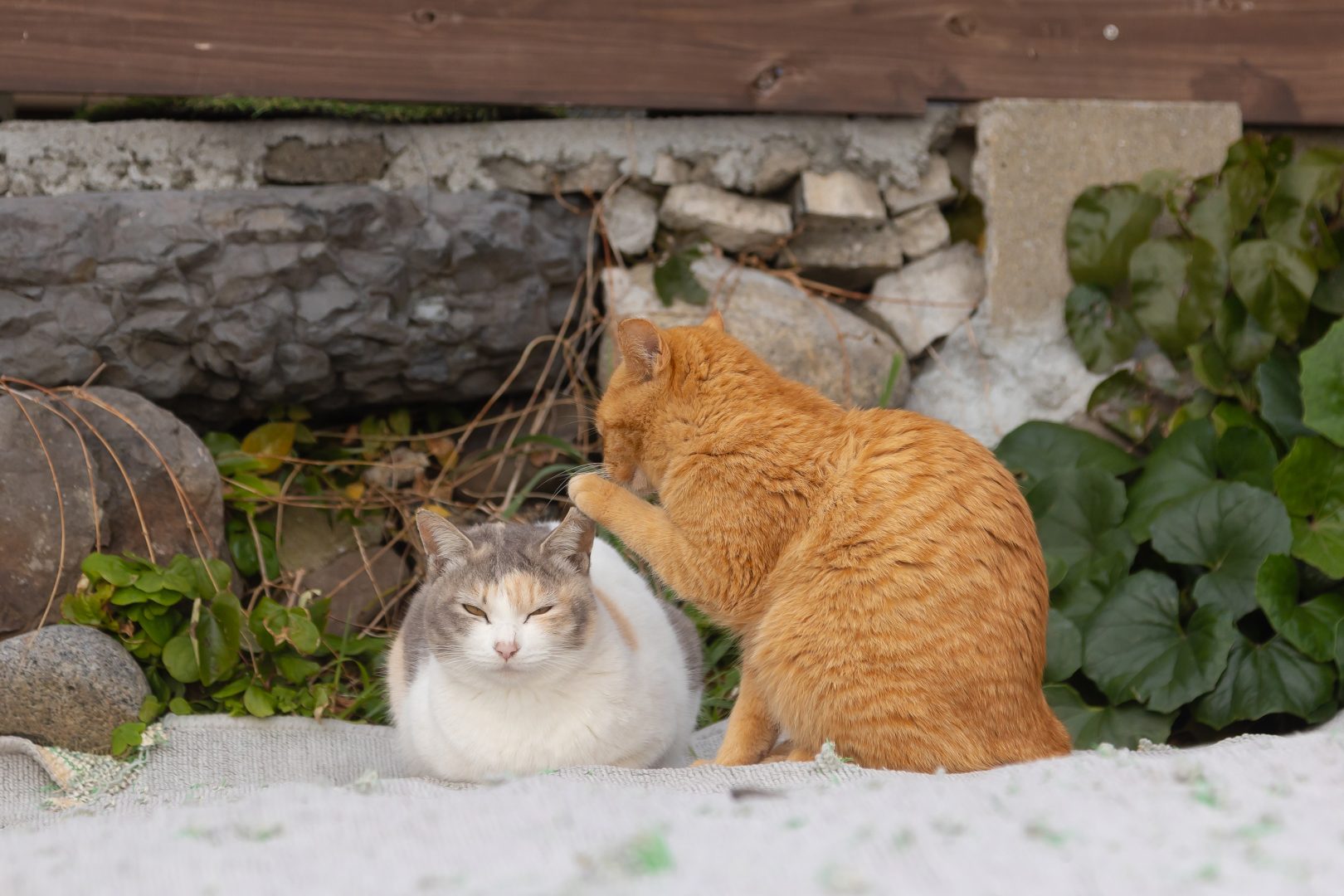 comedy pet finalists 2024