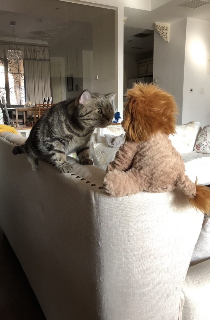 comedy pet finalists 2024