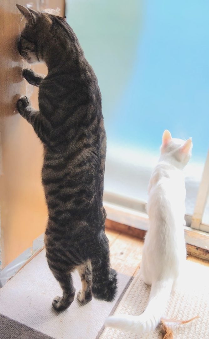 comedy pet finalists 2024