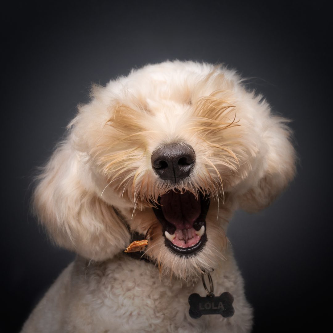 comedy pet finalists 2024