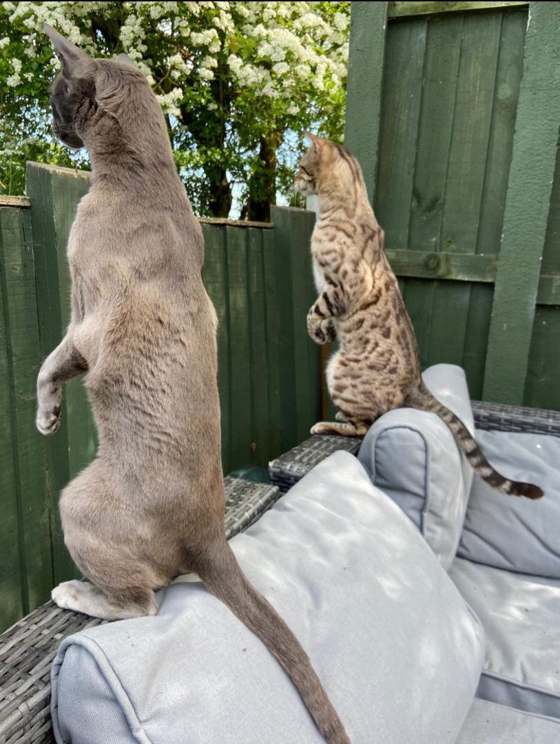 comedy pet finalists 2024