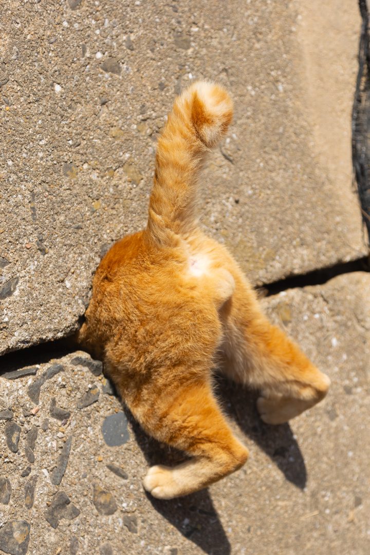 comedy pet finalists 2024