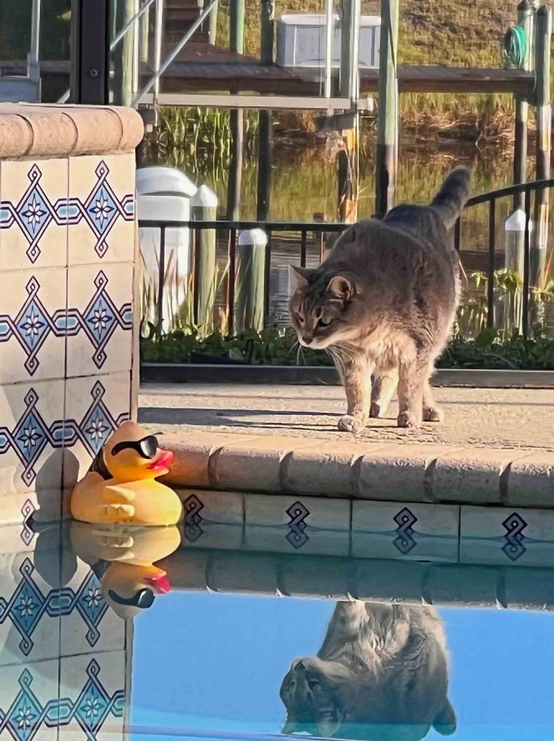 comedy pet finalists 2024
