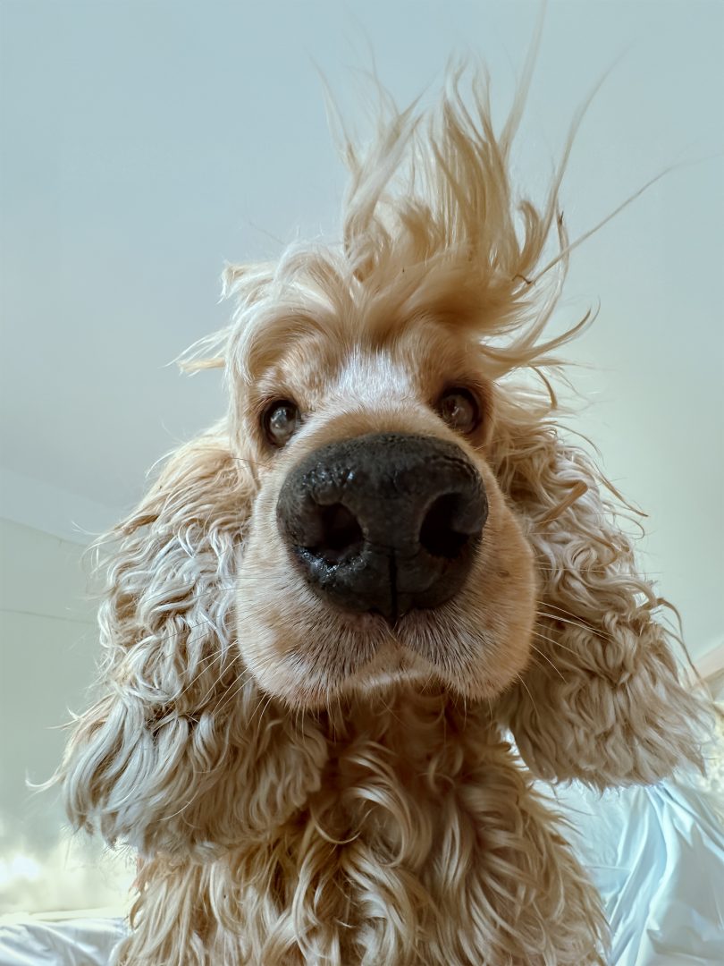 comedy pet finalists 2024