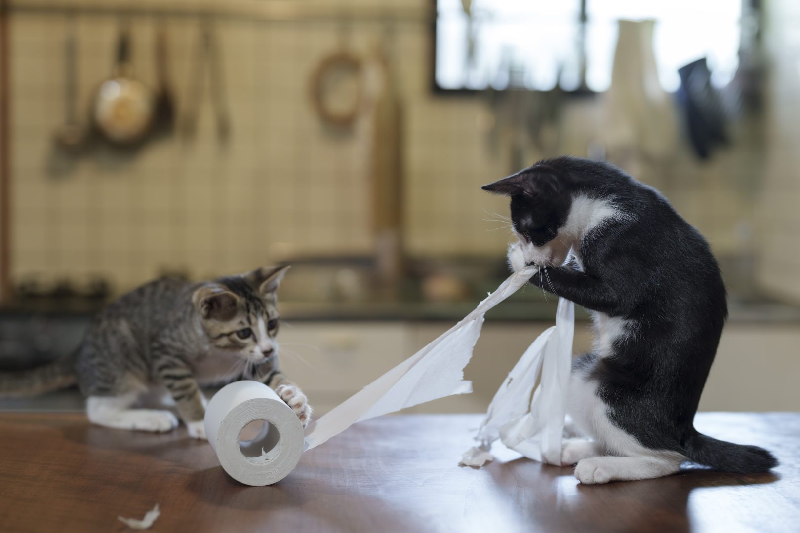 comedy pet finalists 2024