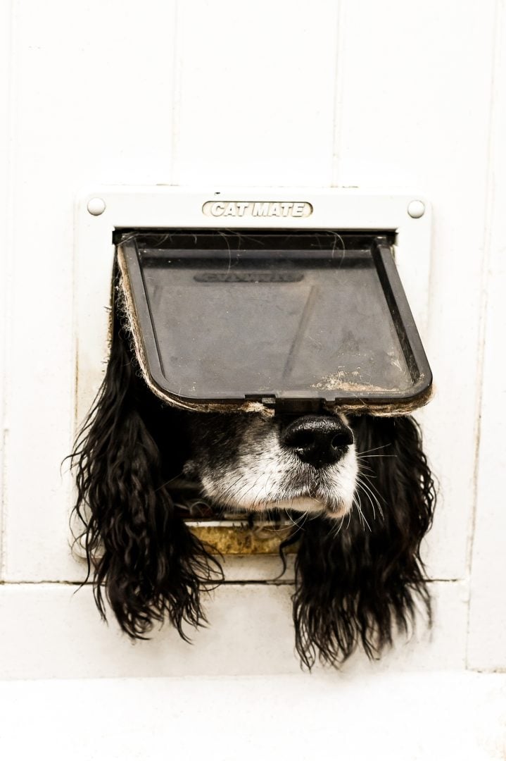 comedy pet finalists 2024