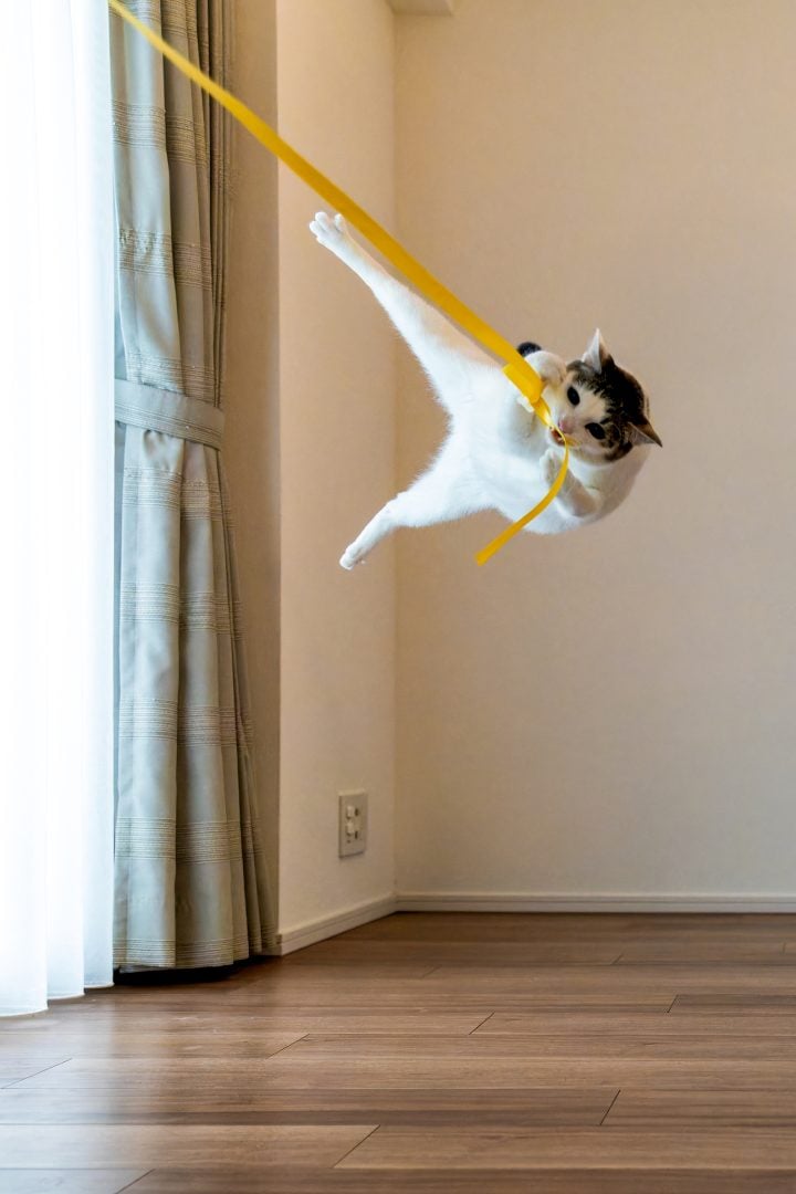 comedy pet finalists 2024