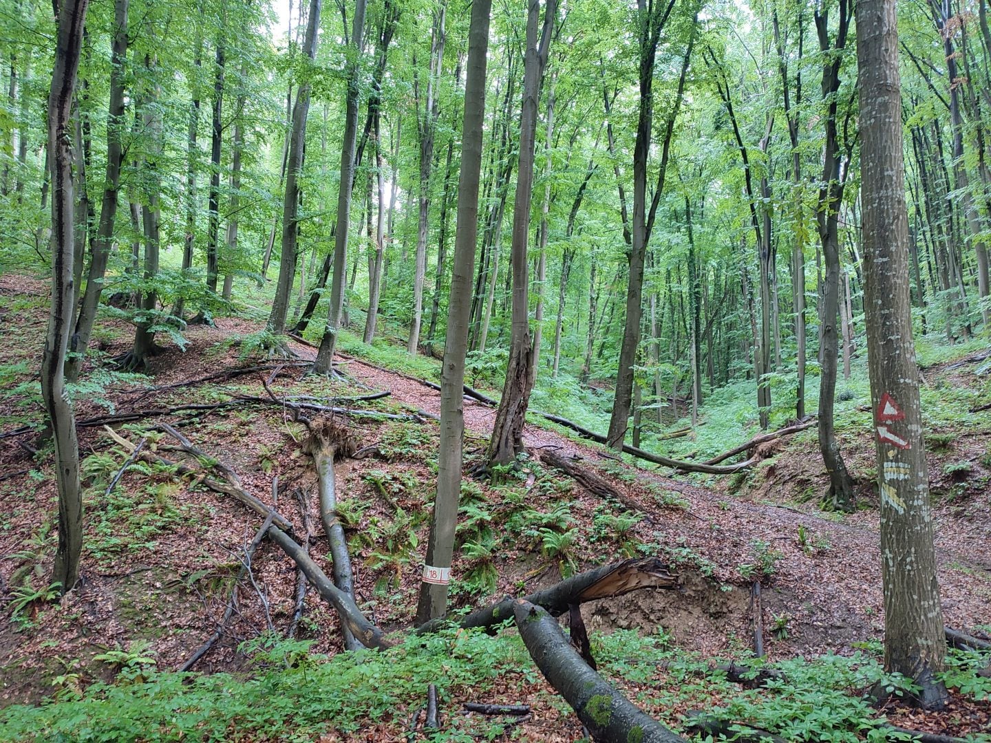 fruska gora hike