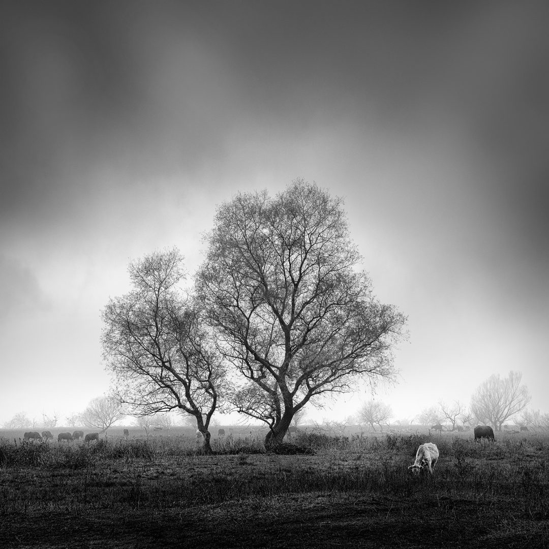 George Digalakis black and white tree