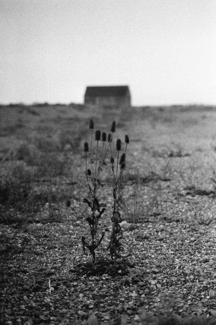 Simon King