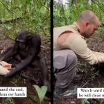 chimpanzee photographers hands water