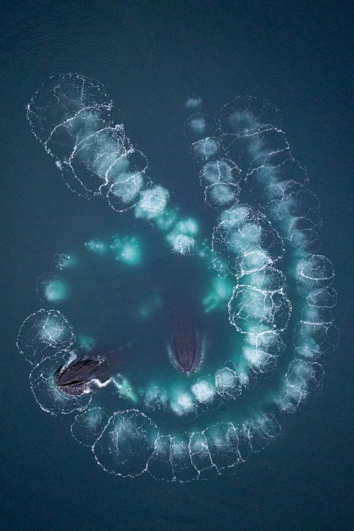 gdt nature photographer contest members
