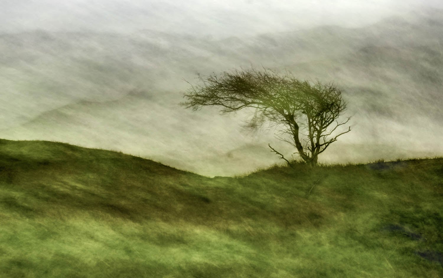 gdt nature photographer contest members