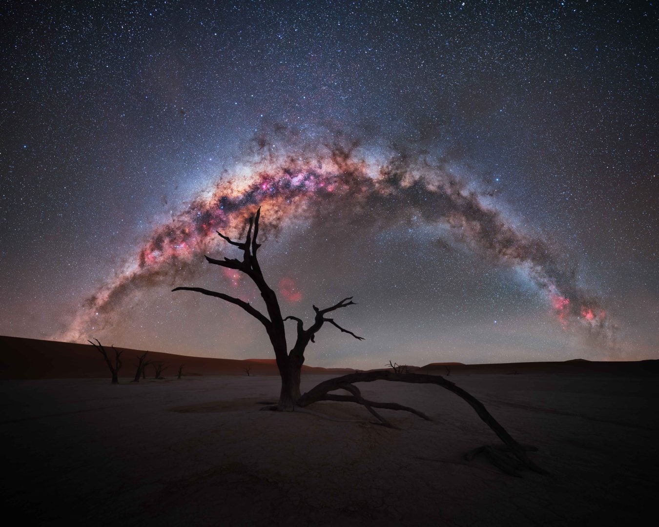 Tree with a galaxy view in the background
