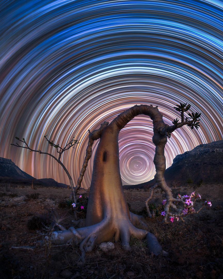 Tree with a galaxy view in the background time lapse