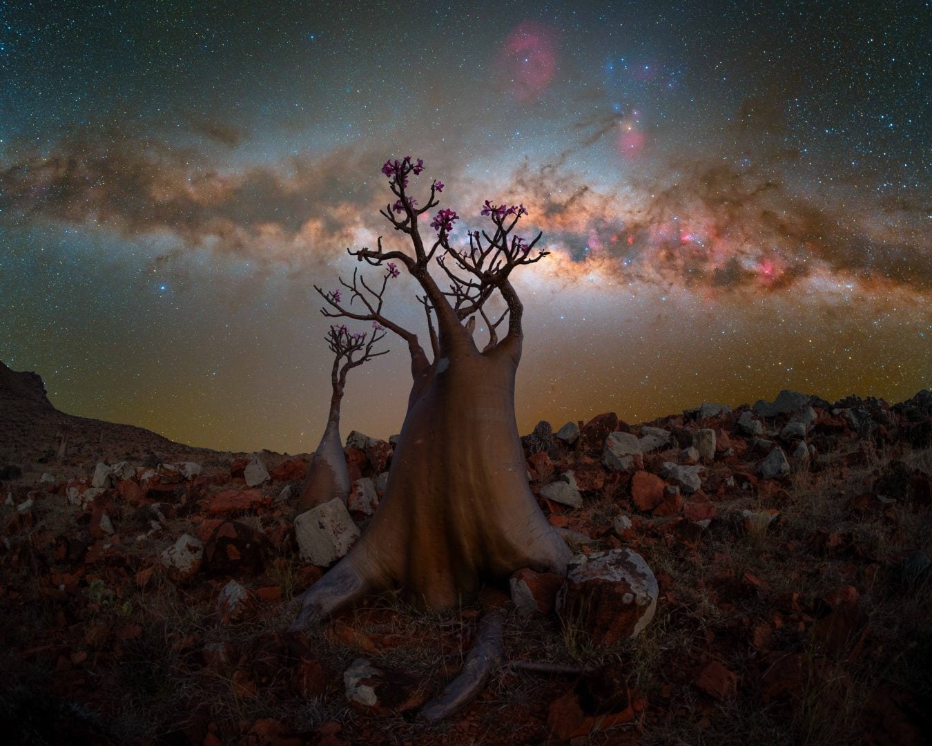 Tree with a galaxy view in the background