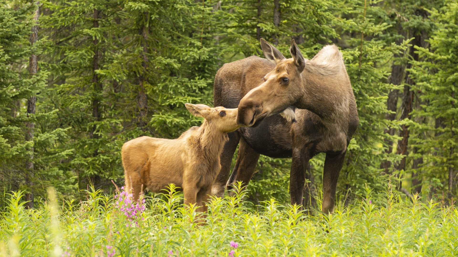 Moose Calf Touches His Nose to the Mouth of his Mother Cow