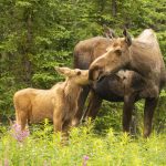 Moose Calf Touches His Nose to the Mouth of his Mother Cow