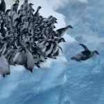 penguins jumping cliff