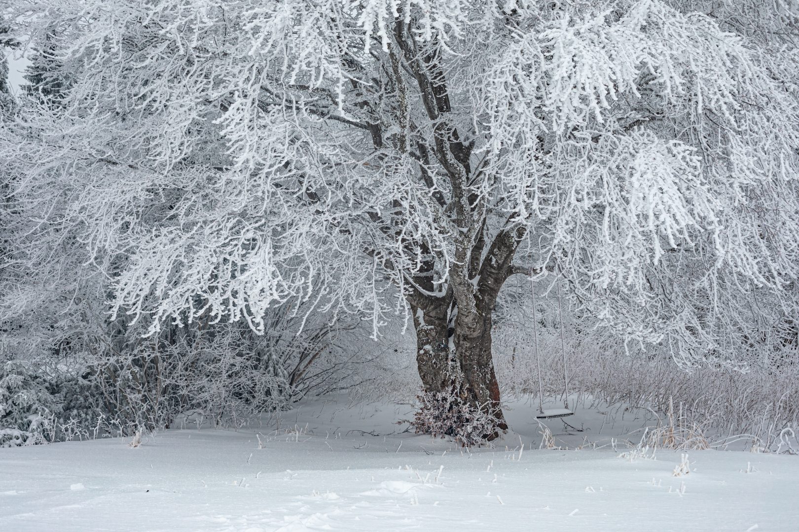 Snowy tree