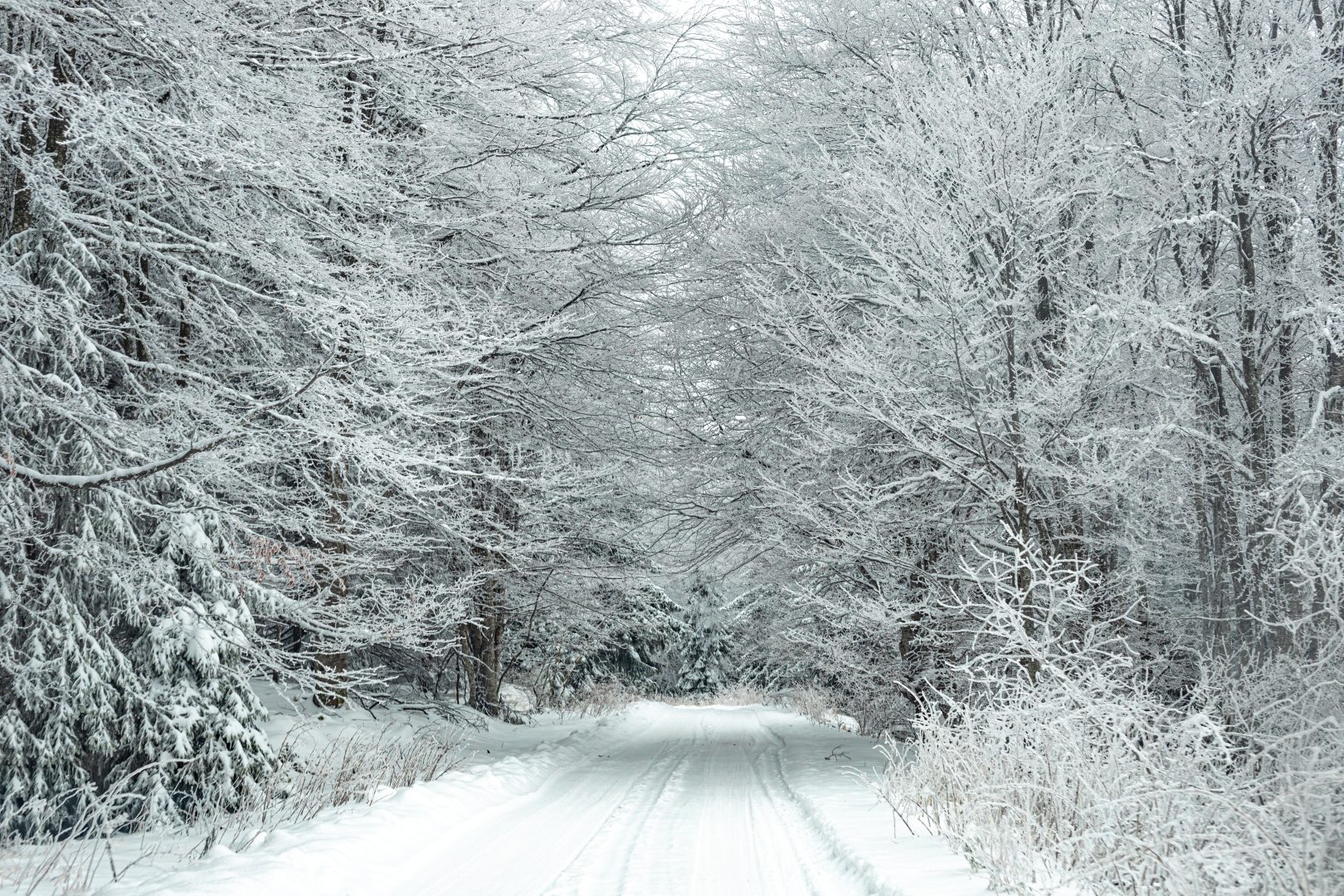 Snowy forest