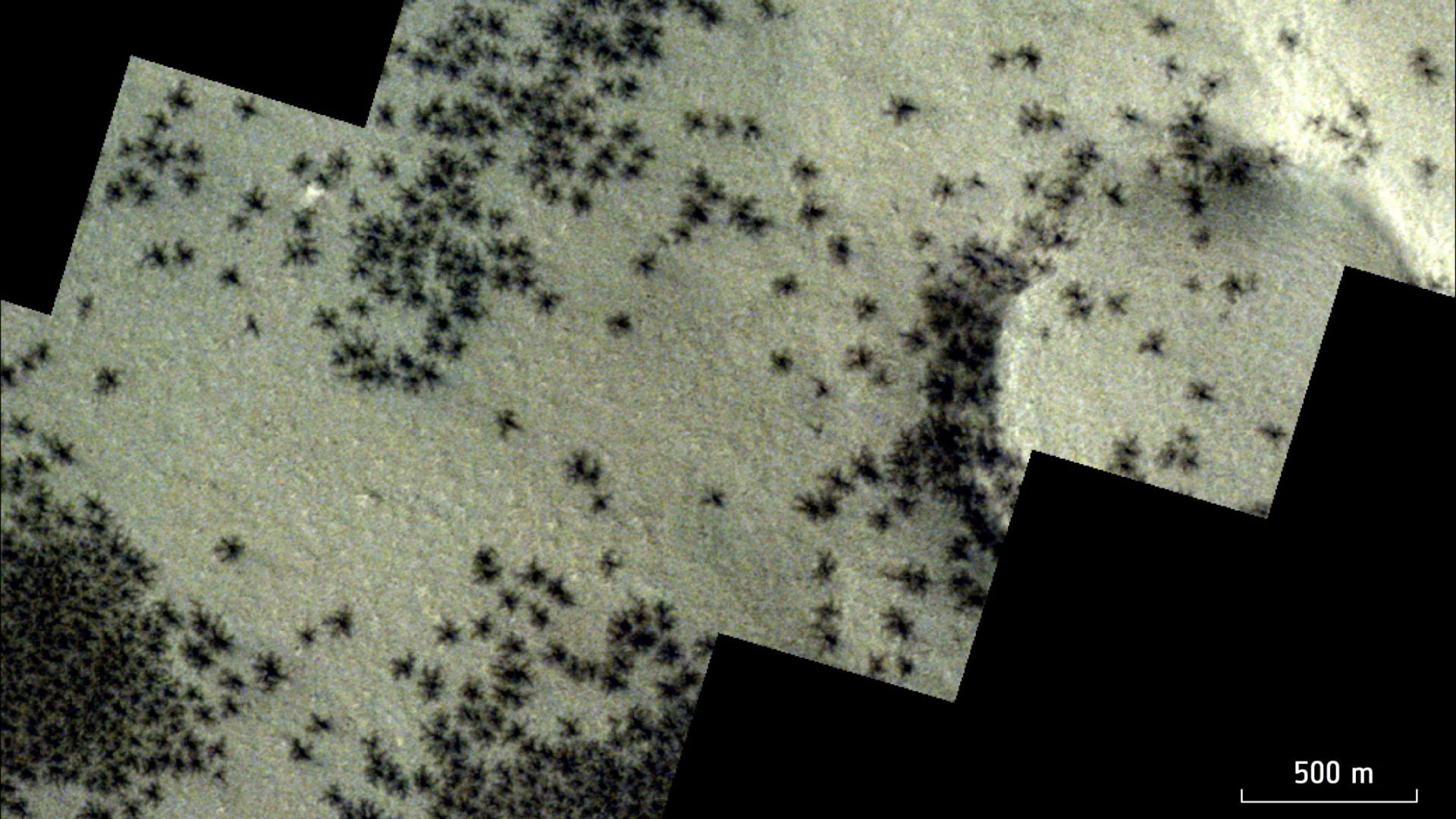 spiders from mars