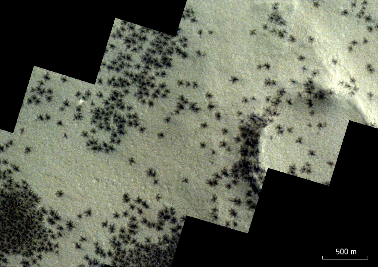 spiders from mars