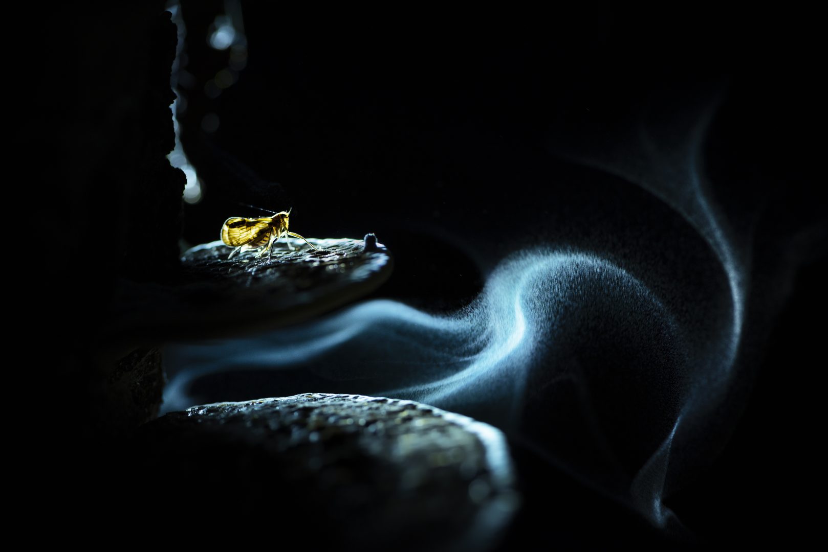 the 2024 Environmental Photography Award