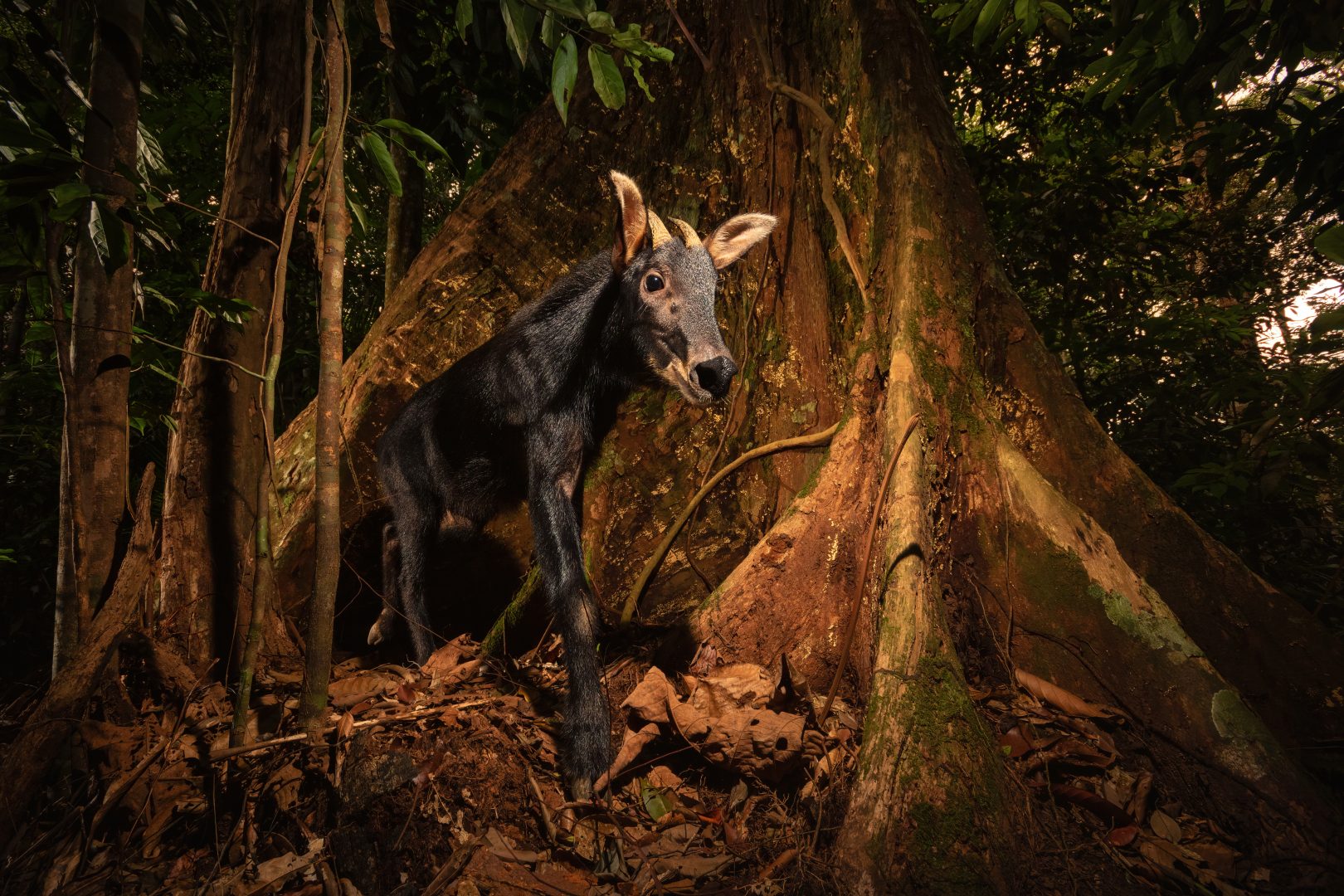 the 2024 Environmental Photography Award