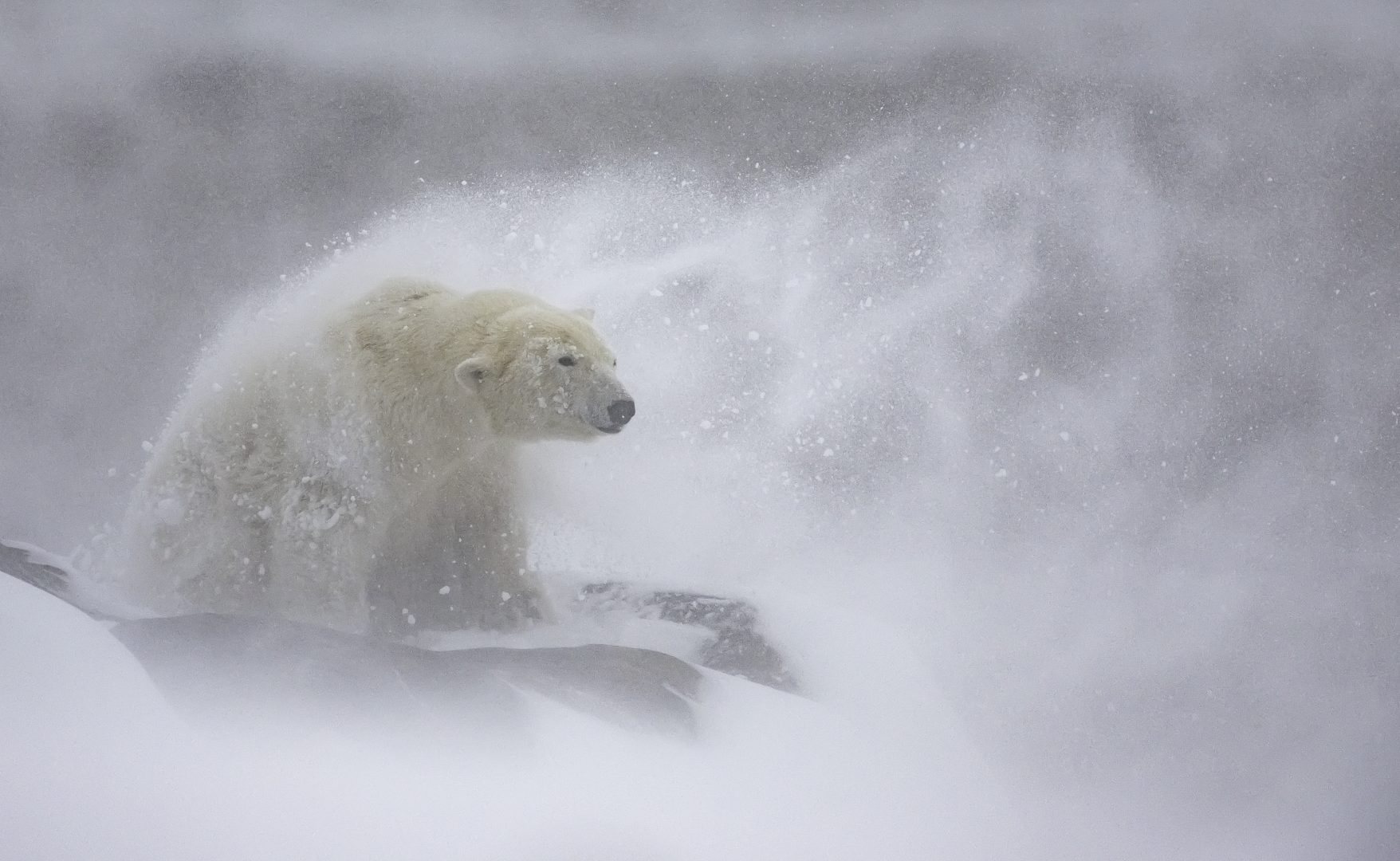 the 2024 Environmental Photography Award