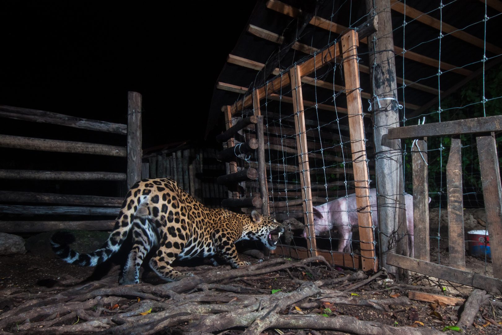 the 2024 Environmental Photography Award