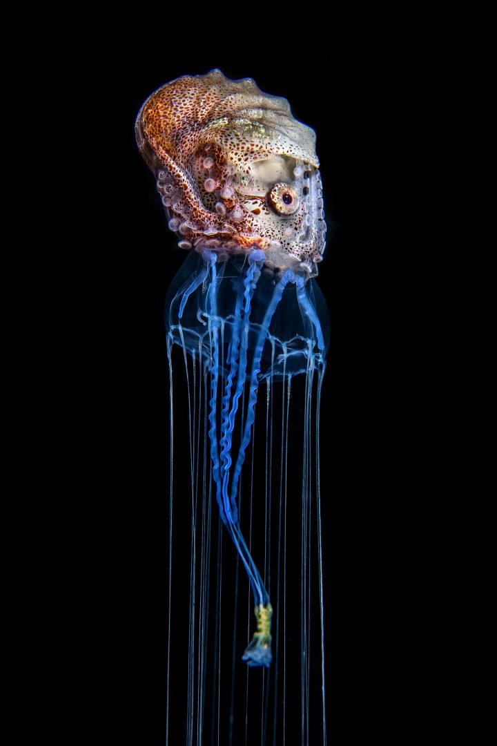 the 2024 Environmental Photography Award