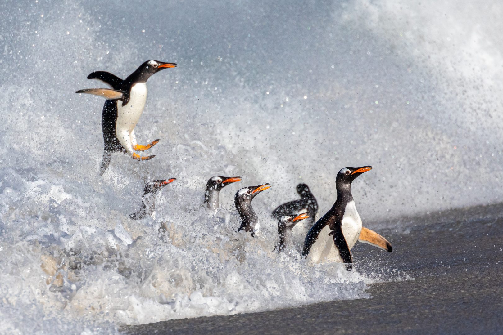 the 2024 Environmental Photography Award
