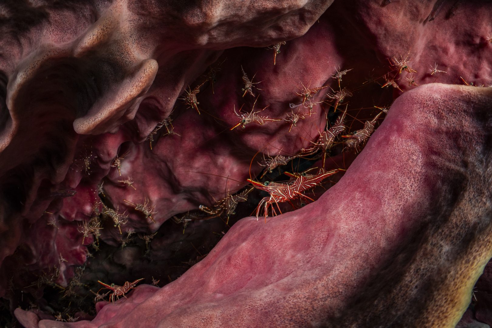 the 2024 Environmental Photography Award