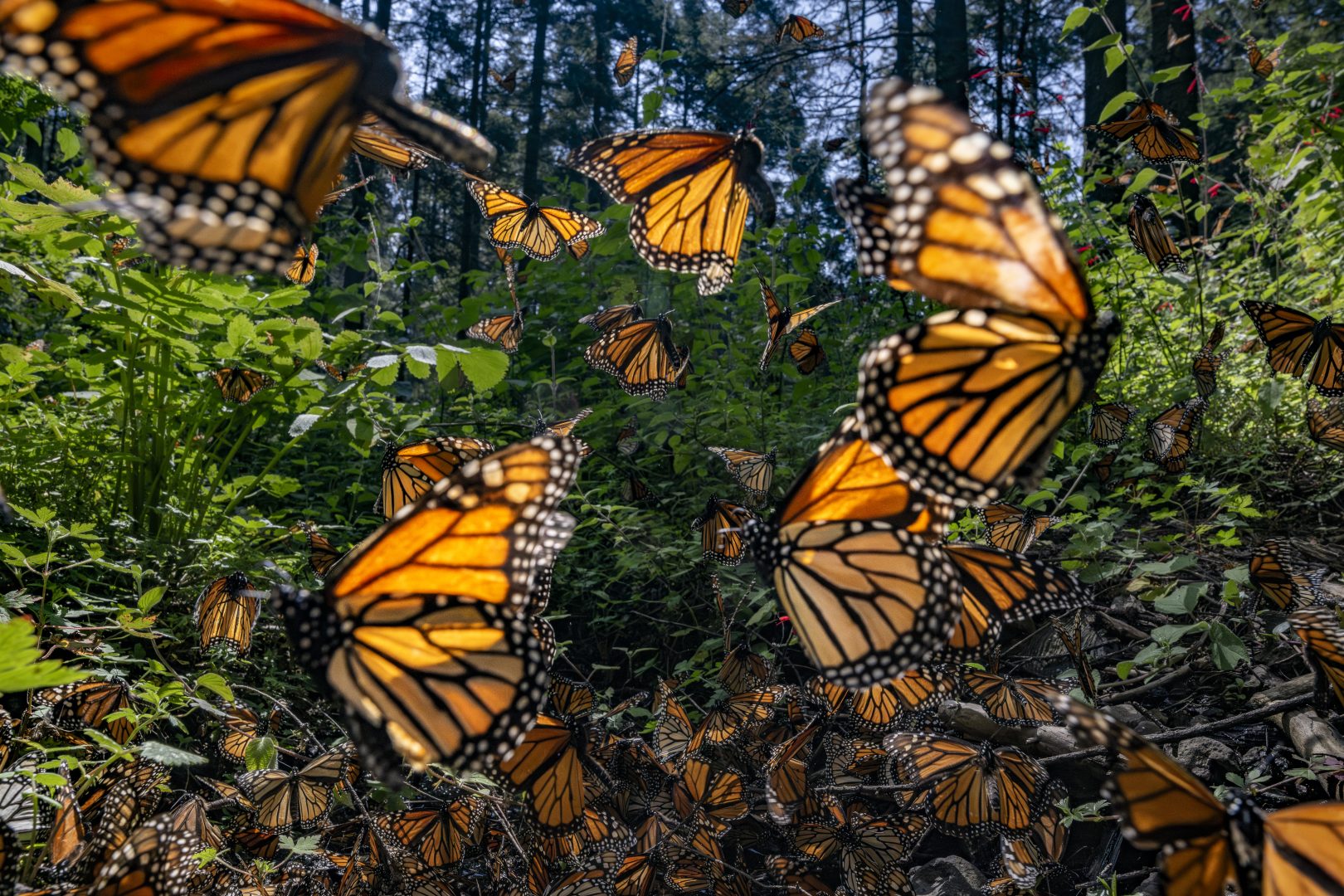 the 2024 Environmental Photography Award