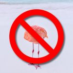 Photographer who won AI image award with real photo is disqualified