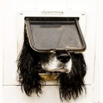 Comedy Pet Photography Awards 2024