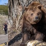 grizzly yellowstone