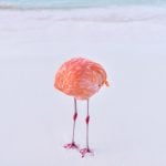 Real photo wins AI image competition