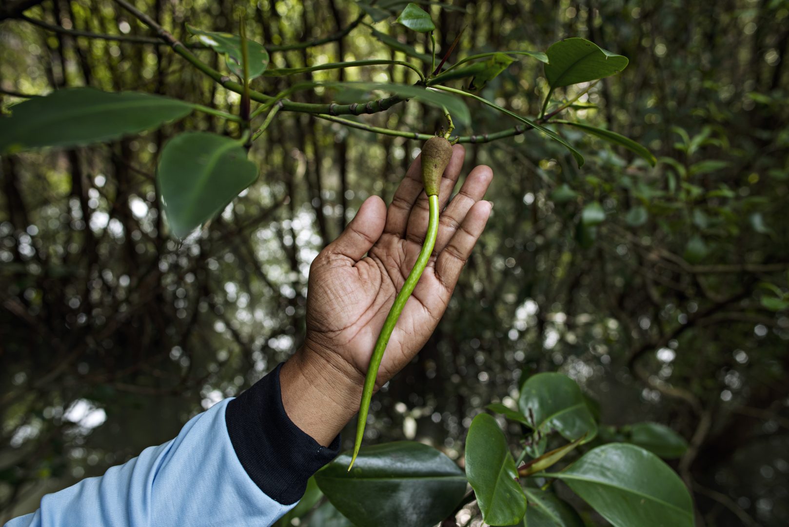 Emotive image of young climate refugee wins 2024 Mangrove Photography Award