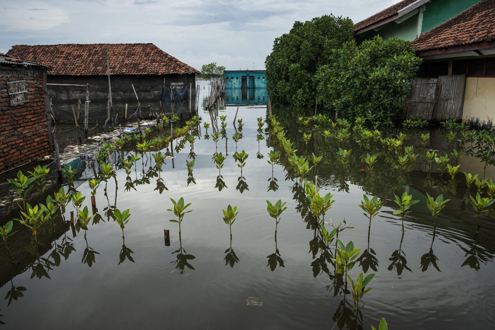 Emotive image of young climate refugee wins 2024 Mangrove Photography Award