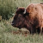 Tourists corner a bison in Yellowstone just to take a photo