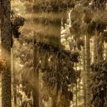 An ethereal forest of monarch butterflies wins the Big Picture 2024 grand prize