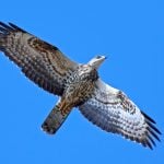european-honey-buzzard-pernis-apivorus