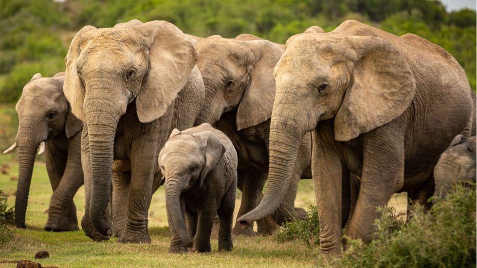 elephant herd