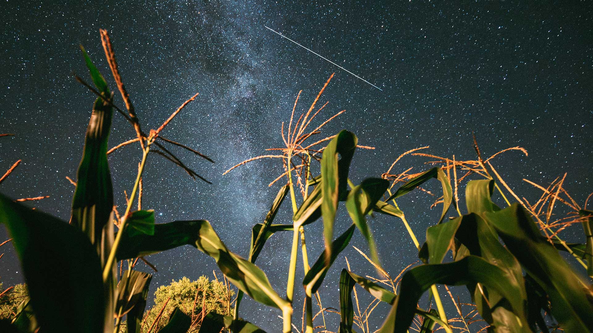 Perseid Meteor Shower
