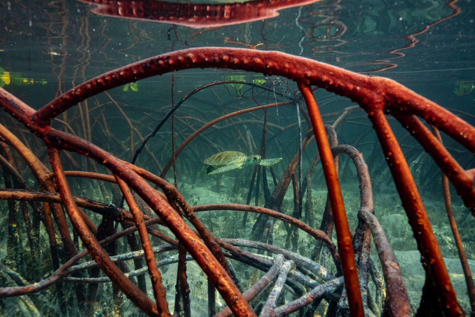 Emotive image of young climate refugee wins 2024 Mangrove Photography Award